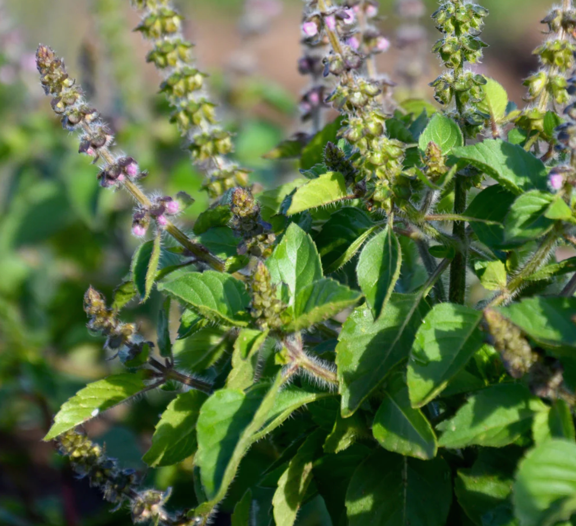 Holy Basil Capsules