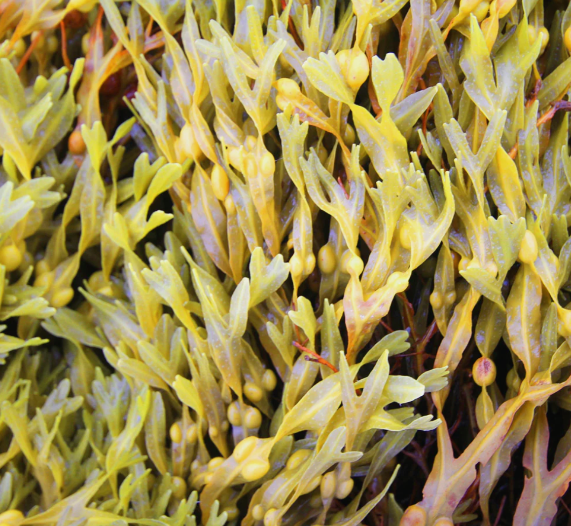 Kelp Capsules
