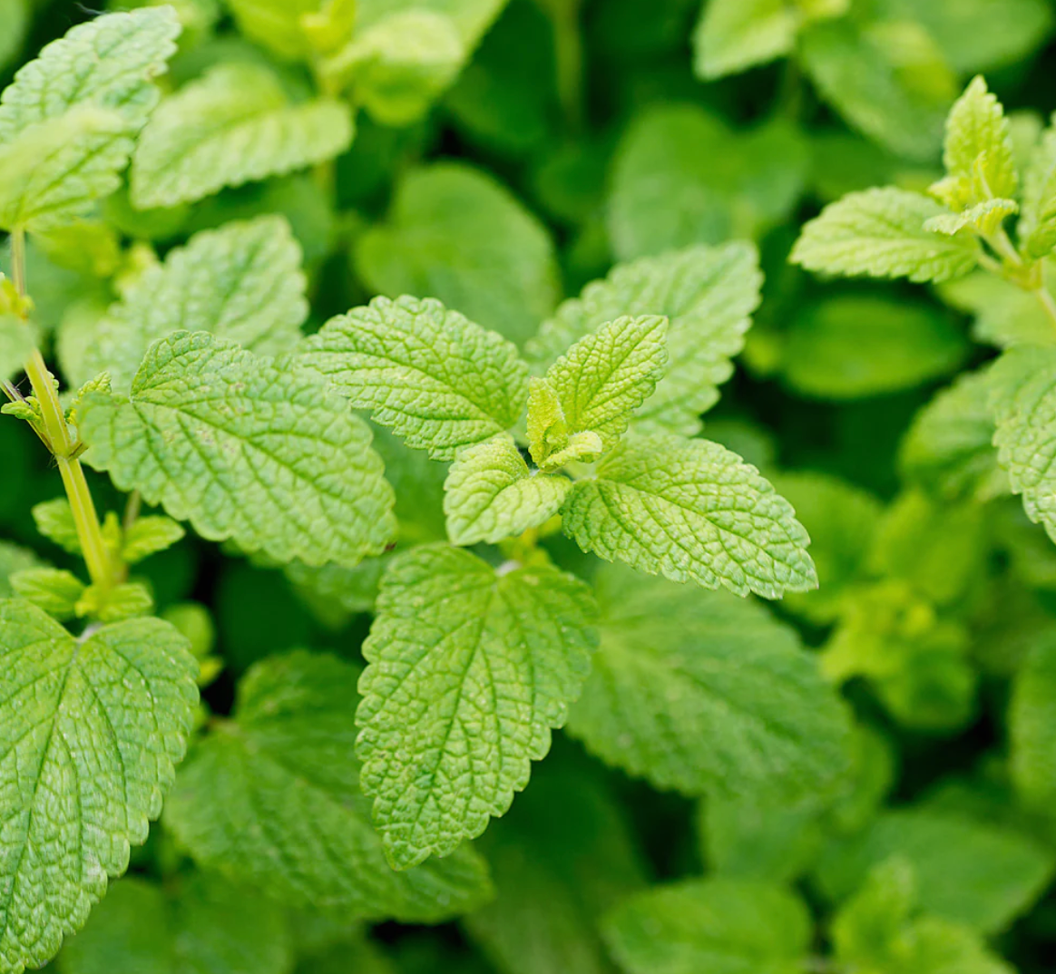 Lemon Balm Capsules