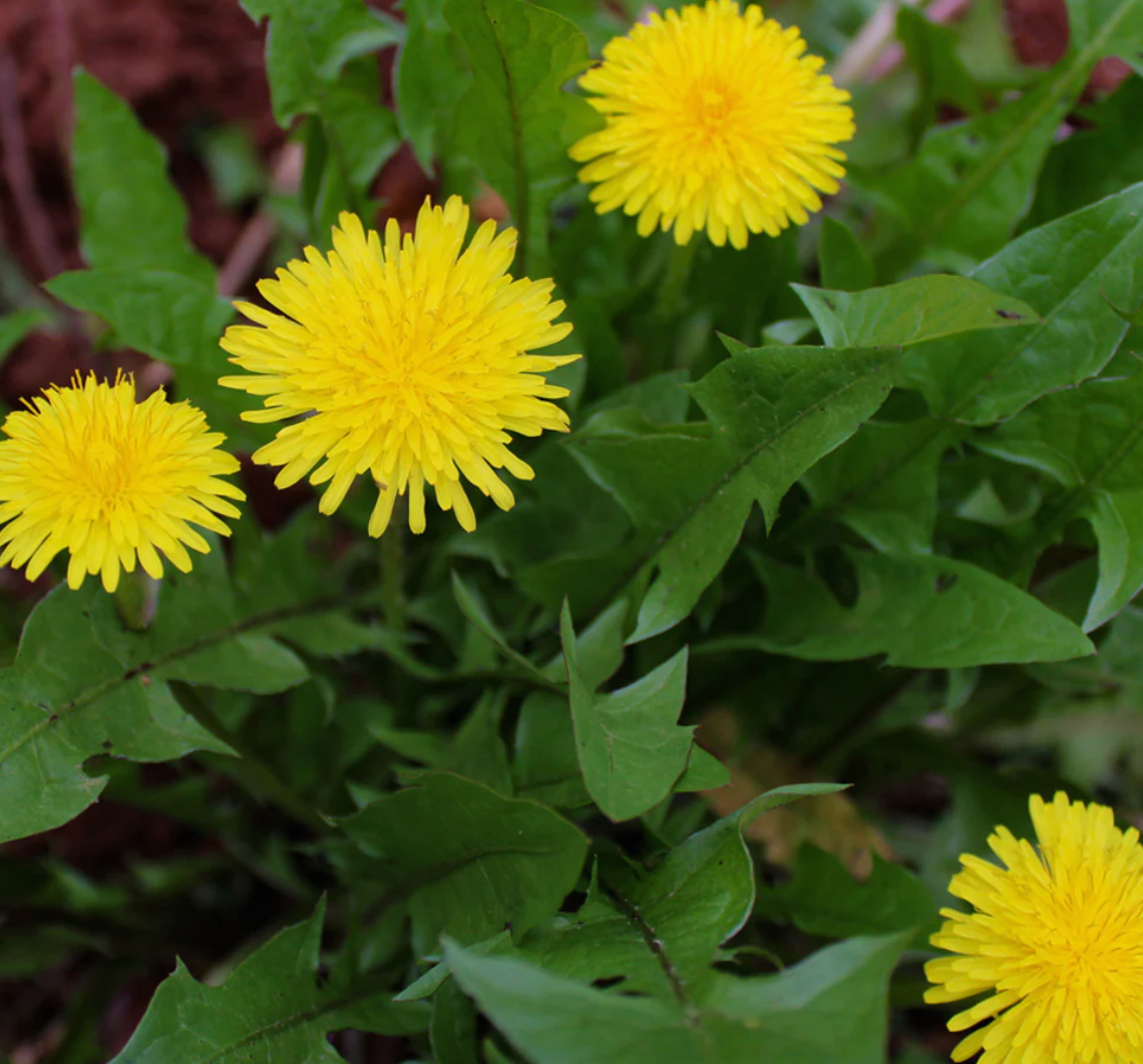 Dandelion Root, Organic Extract
