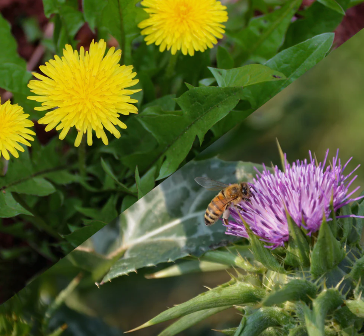 Milk Thistle Dandelion Capsules