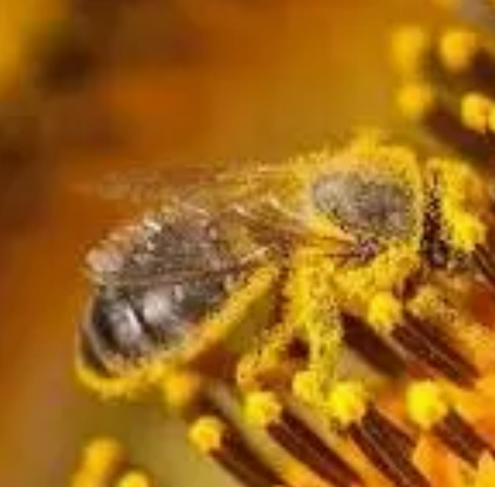 Honeybee Venom Face Oil 1 oz