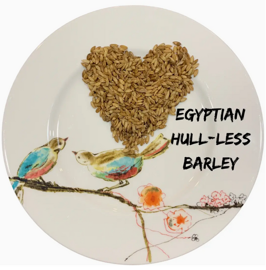 Egyptian Hulless Barley