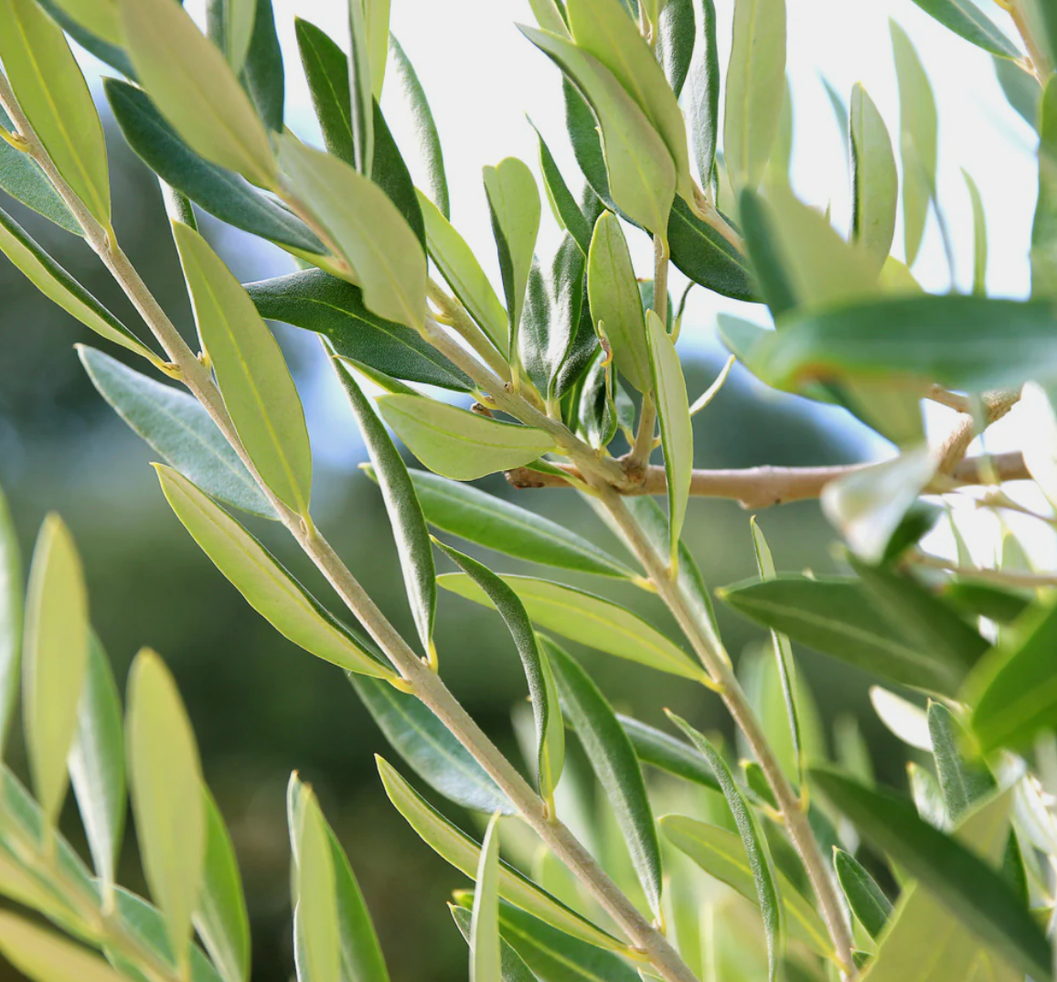 Olive Leaf Capsules