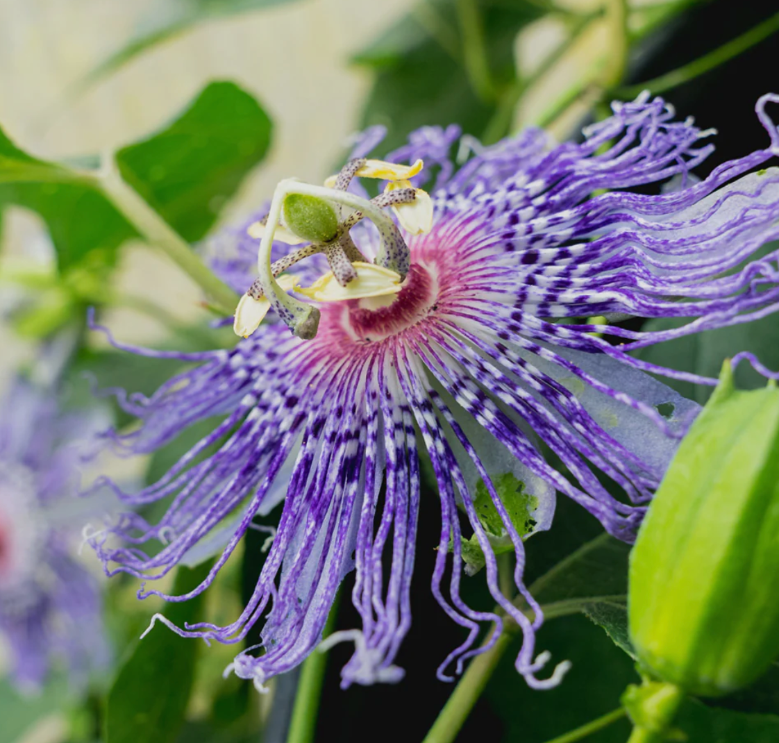 Passionflower, Organic Extract Rest Well & Rejuvenate