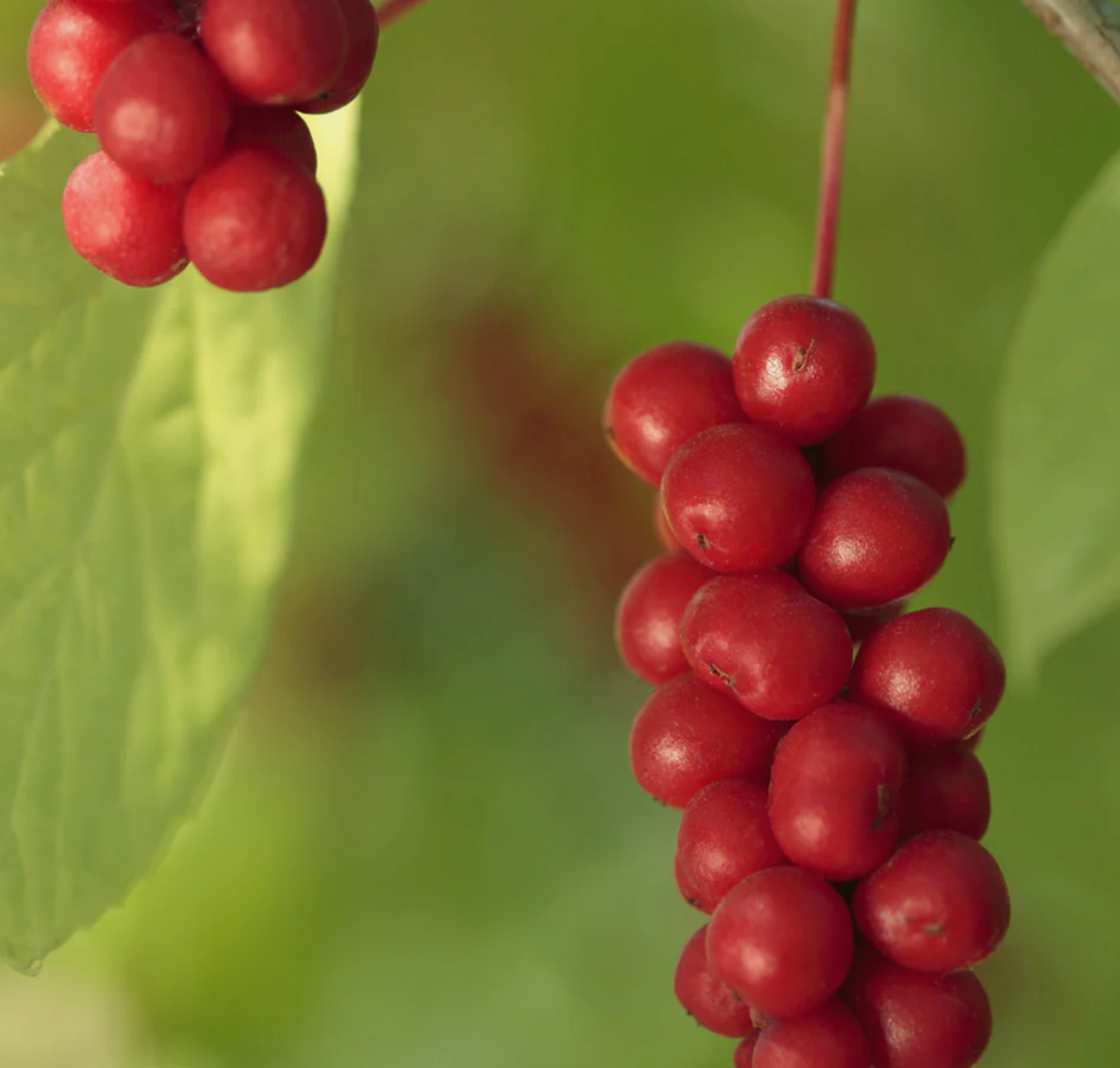 Schisandra - Organic - Adaptogen/ Invigorating