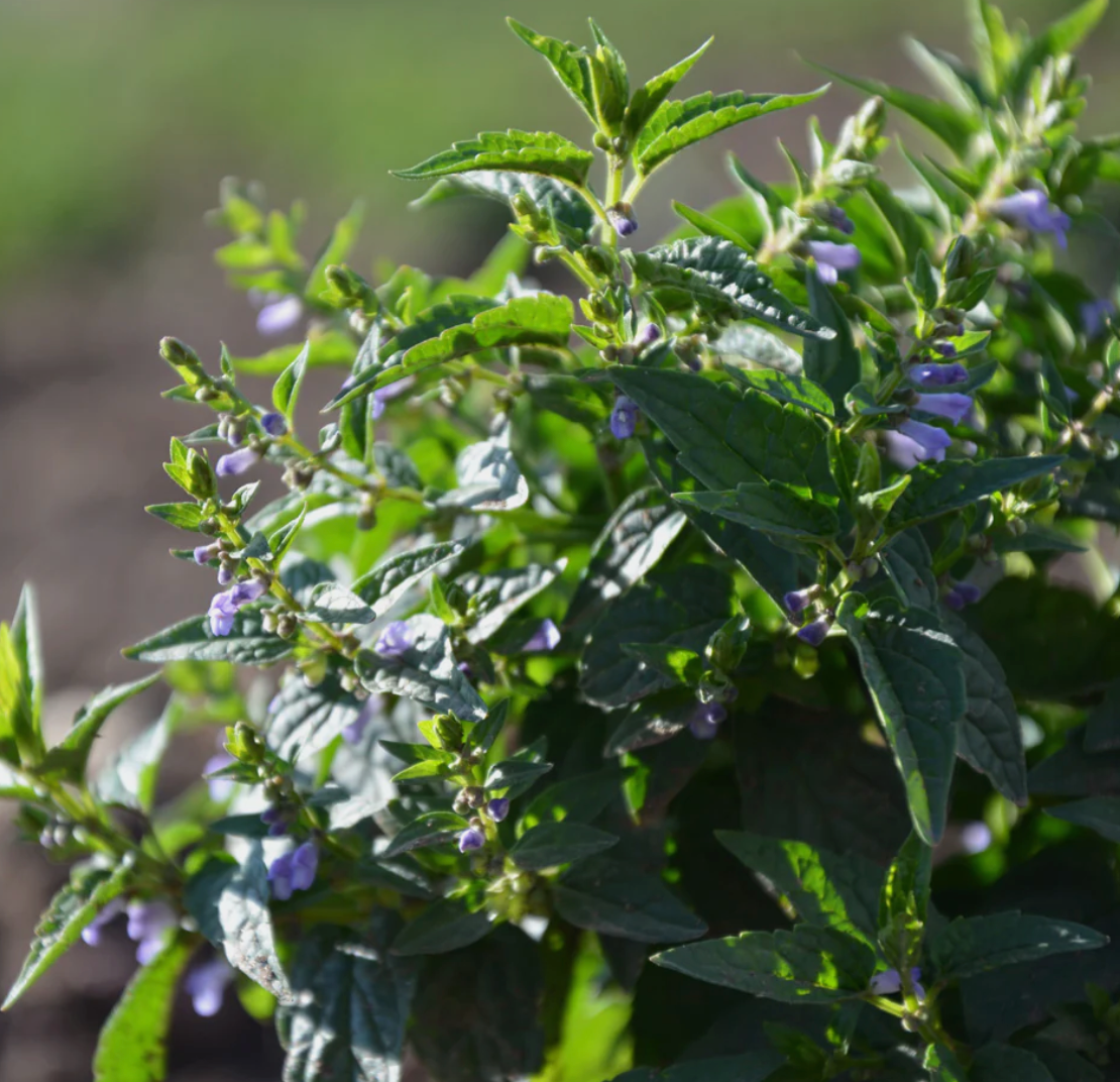 Skullcap Capsules - Relax and Soothe the Mind