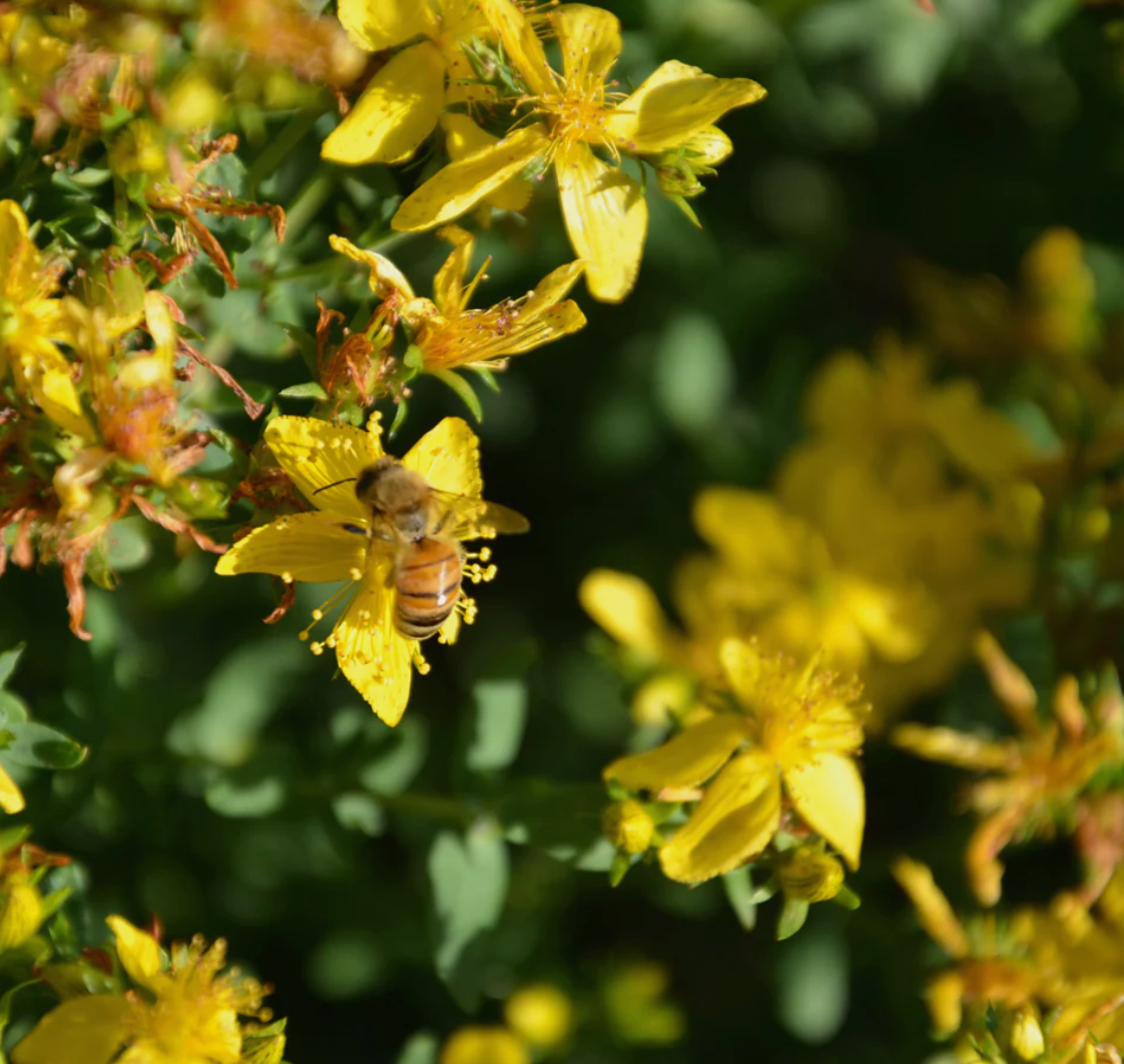 St. John's Wort, Organic Extract