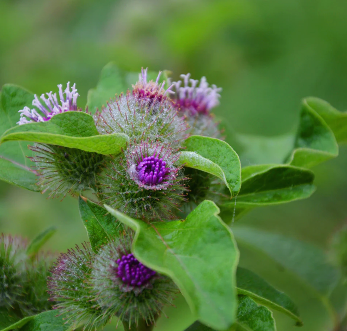 Burdock Capsules