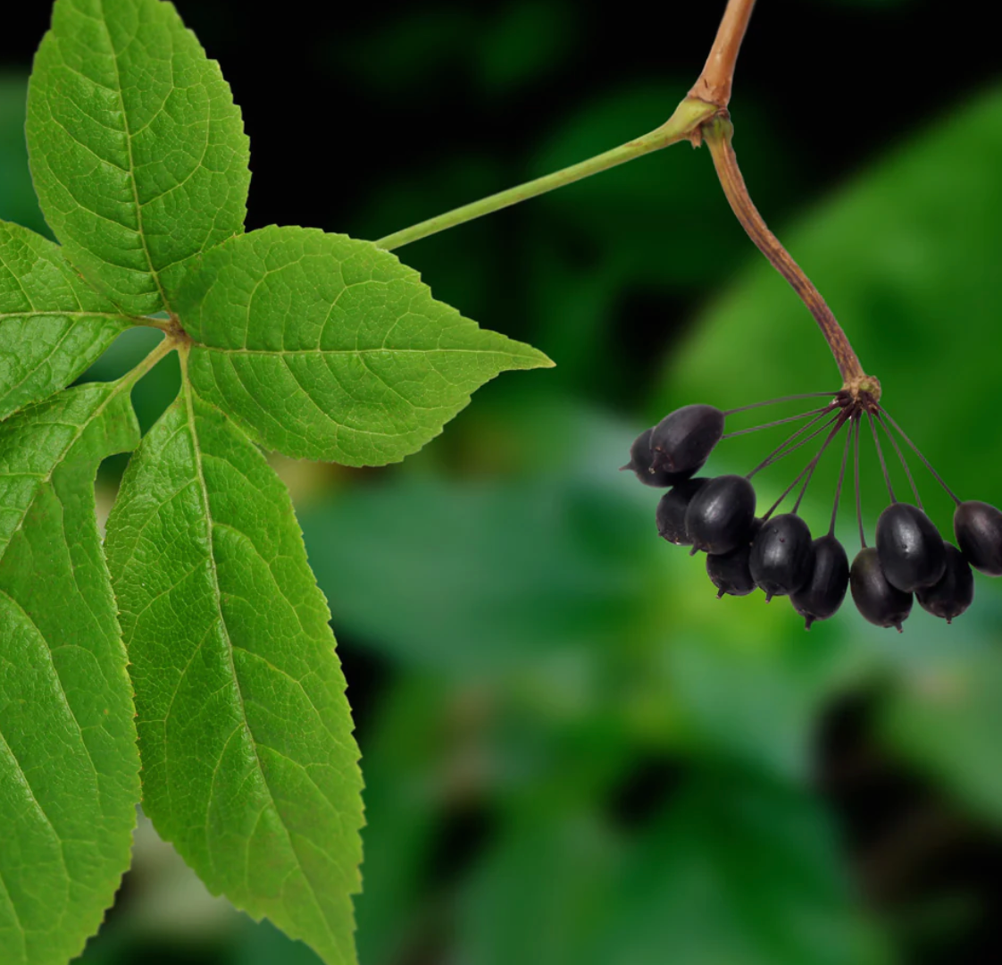 Eleuthero Capsules - Adapt to Stress, Naturally