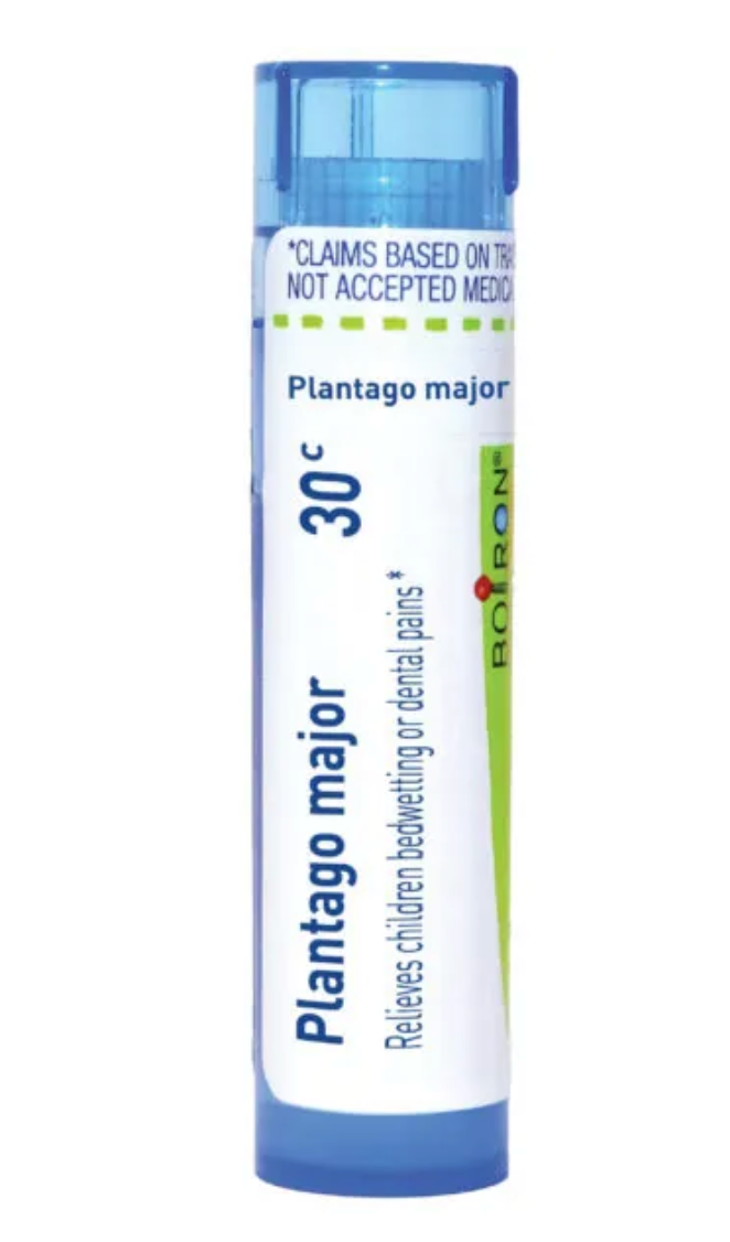 Plantago Major | Children Bedwetting Or Dental Pains