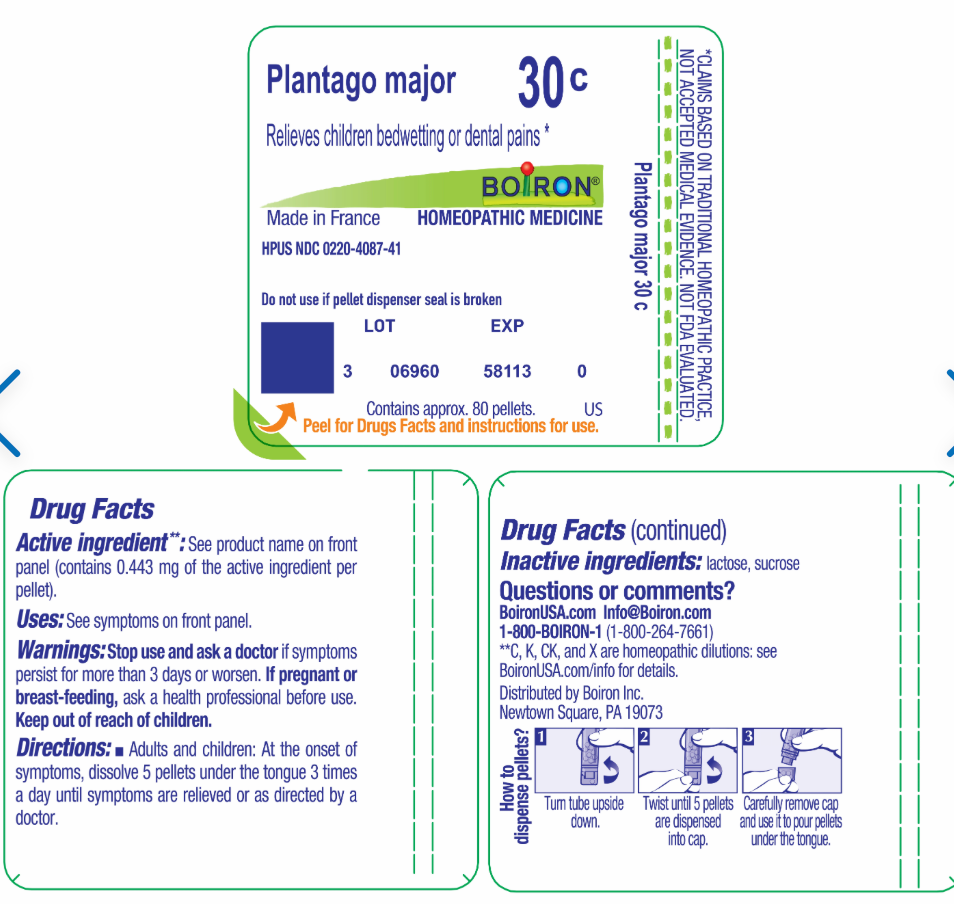 Plantago Major | Children Bedwetting Or Dental Pains