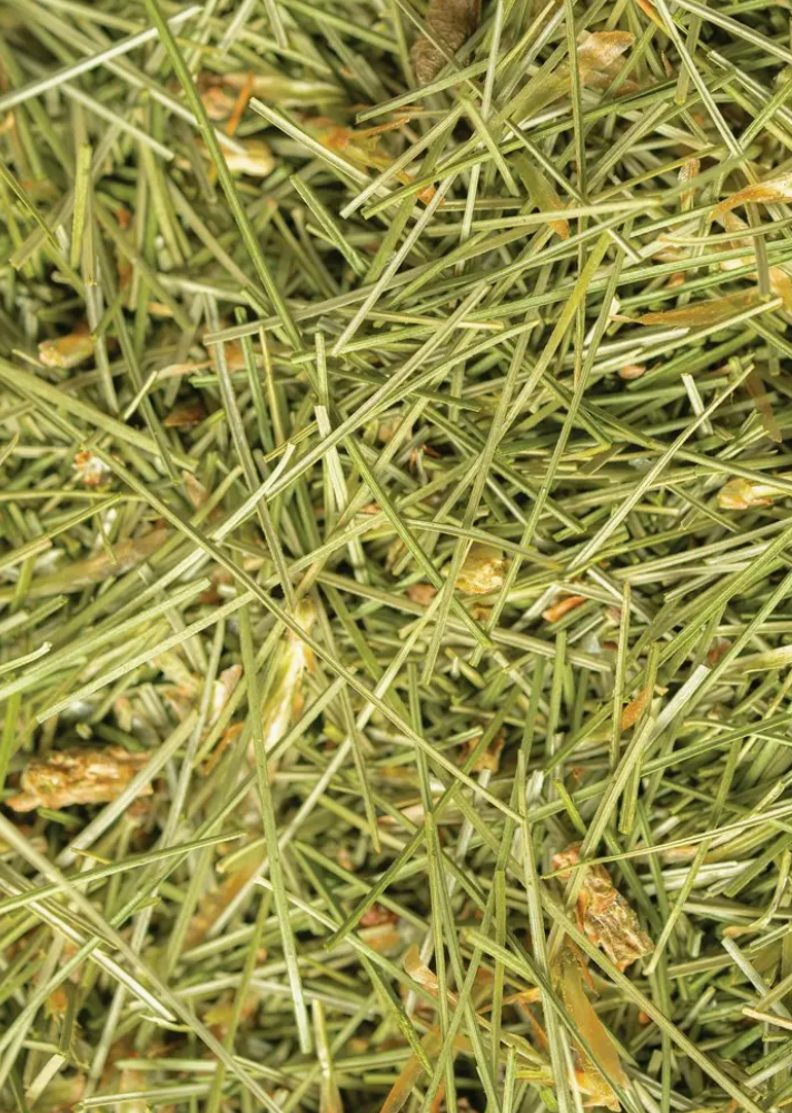 White Pine Tips, 6.0 oz. (Pinus Strobus)