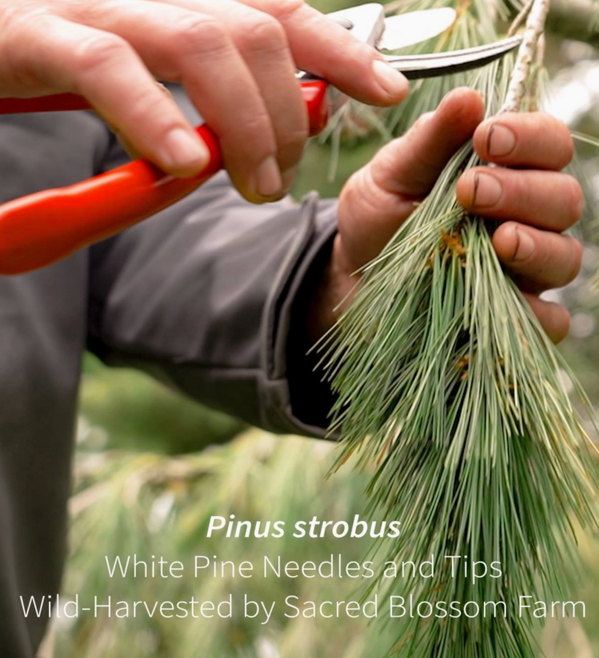 White Pine Tips, 6.0 oz. (Pinus Strobus)