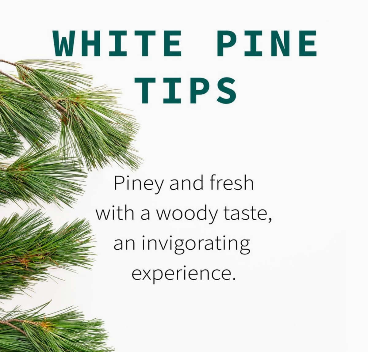 White Pine Tips, 6.0 oz. (Pinus Strobus)