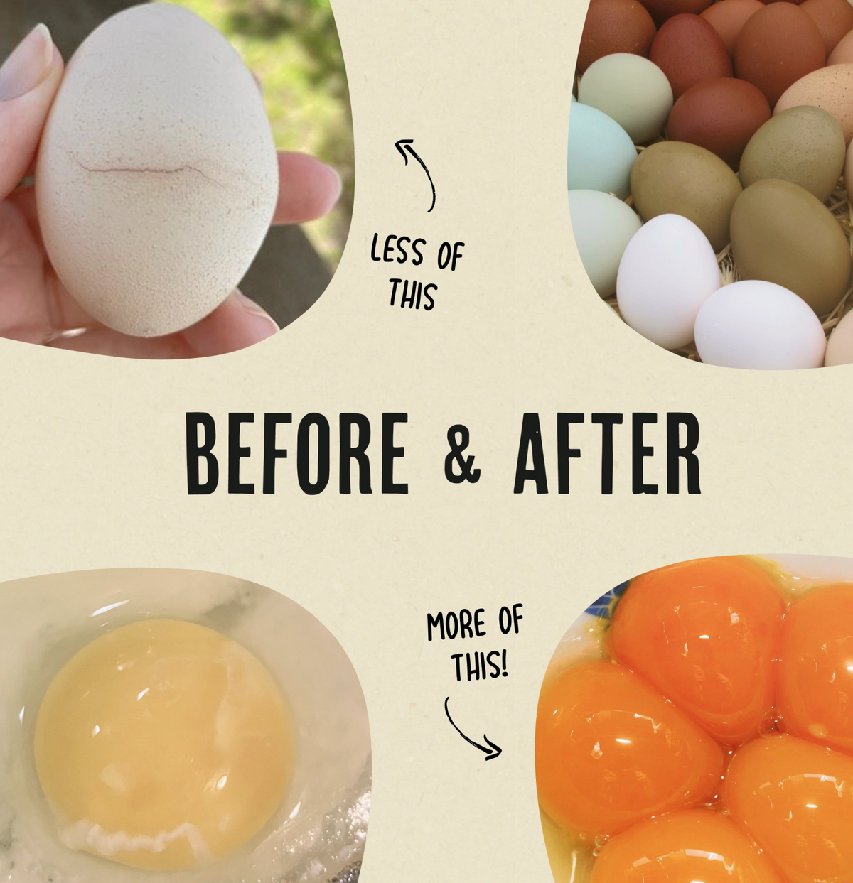 Gold Dust Daily Egg Booster