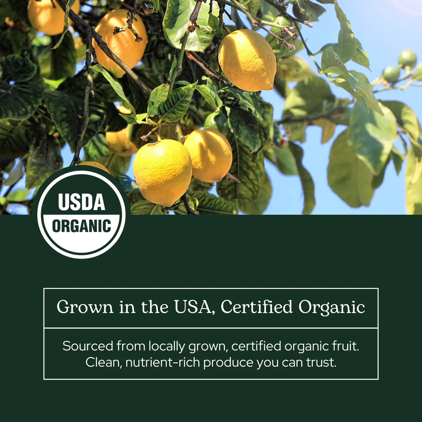 Quercetin Flavonoid Complex Powder