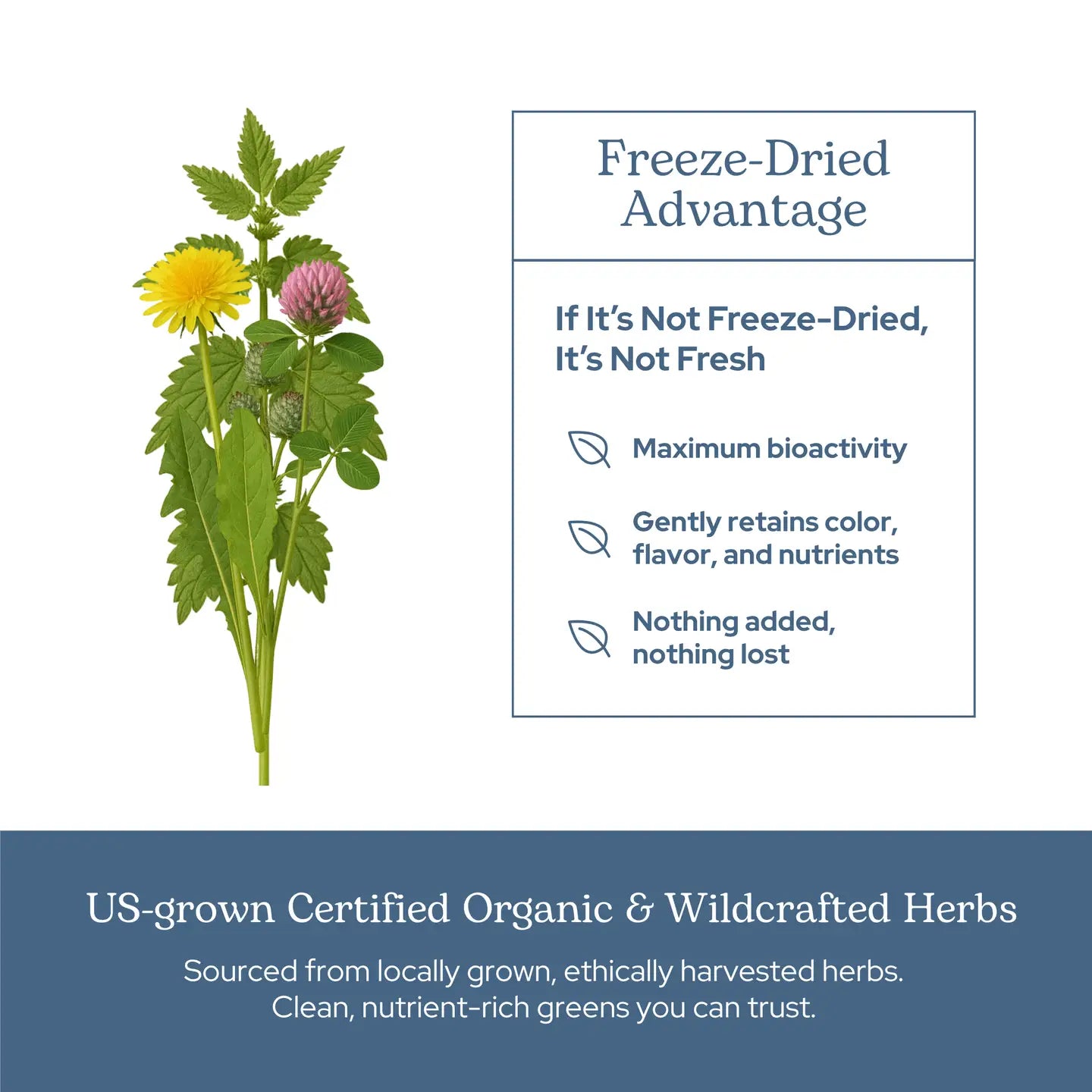 Lymph & Blood Cleanse Capsules