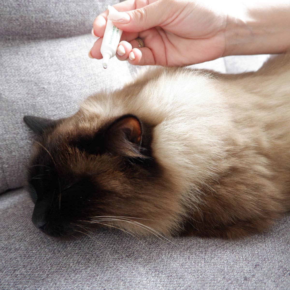 Flea & Tick | 3 Squeeze-On Applicators | Cats